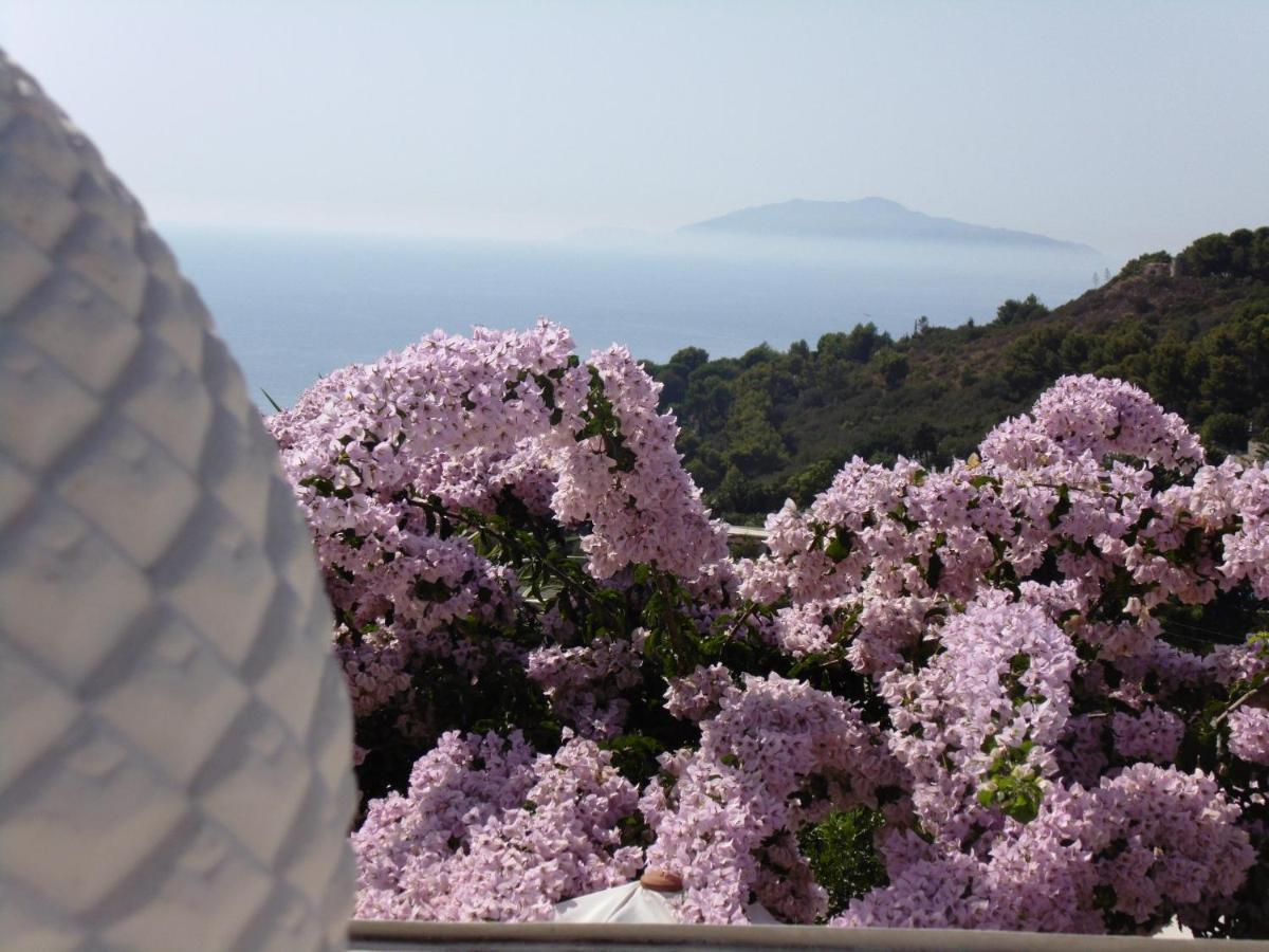 Villa Mimosa Resort 阿纳卡普里 外观 照片